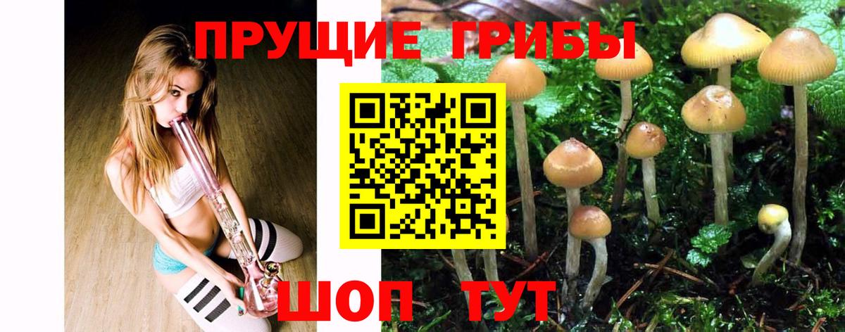 Псилоцибиновые грибы Psilocybine cubensis Бугуруслан